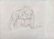 Frank Frazetta Original Art Signed Lion Sketch. Sci-fi And Fantasy Artwork